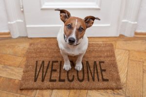 Pet on welcome mat